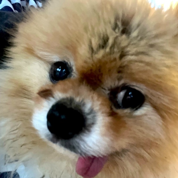 Meet your Posher, Jeanette - Picture 1 of 1